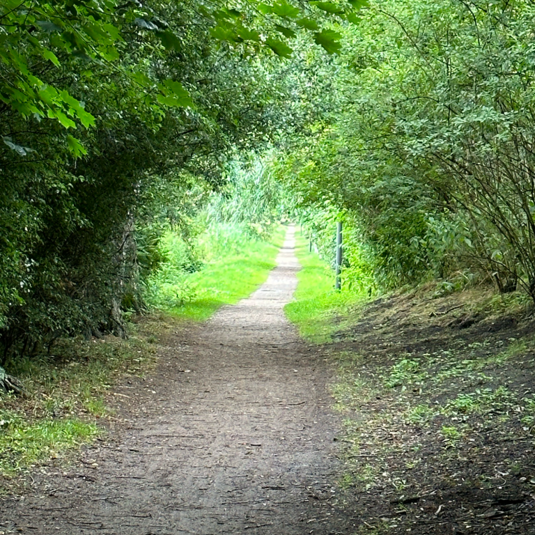 Waldweg in der grünen Umgebung des Ökodorfs Losheim am See